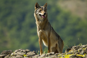 Solitary gray wolf, canis lupus, standing on rocks in mountains in summer. Wild mammal predator panting on a hot day. Animal wildlife scenery with copy space.