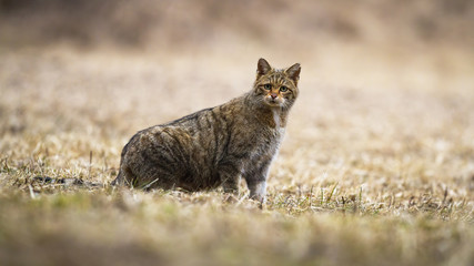 Surprised European wildcat, felis silvestris, looking attentively to camera in nature with copy space. Wild cat standing on a meadow with grass observing. © WildMedia