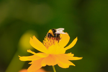 Bumblebee on orange flower. Close up photo. Selective focus. Ecologycal, nature, spring and concept photo.