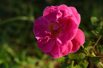 Obraz premium pink rose in the garden