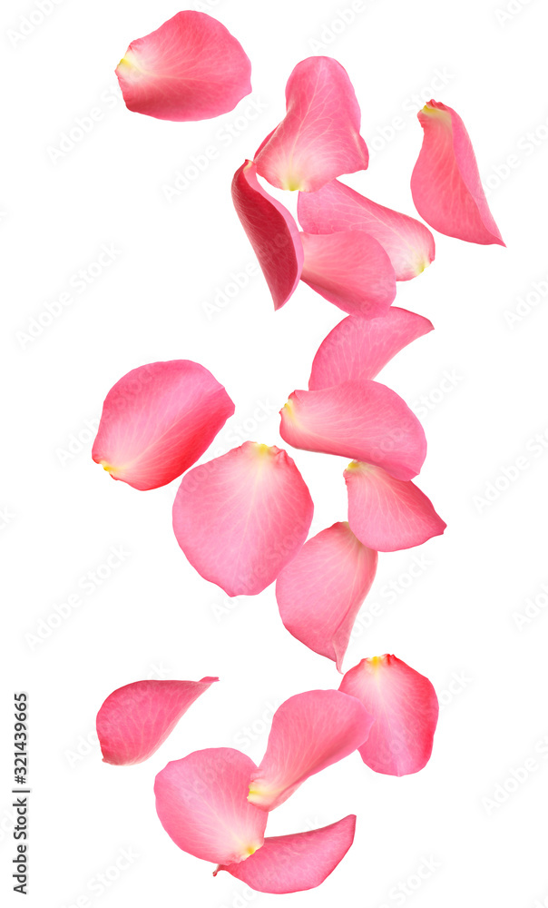 Poster Flying fresh pink rose petals on white background