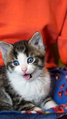 Gähnende junge, süße Katze mit blauen Augen auf rot-orangenen Hintergrund