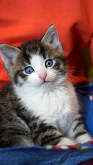  Junge Hauskatze mit blaue Augen und rosa Näschen auf orange roten Hintergrund