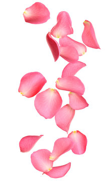 Flying fresh pink rose petals on white background