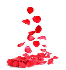 Falling fresh red rose petals on white background
