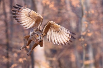 Eurasian eagle-owl, bubo bubo, flying forward with wings open in autumnal nature. Wild owl in flight on a sunny day. Large brown bird hovering in the air
