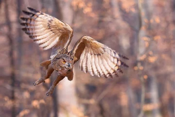 Foto op Plexiglas Eurasian eagle-owl, bubo bubo, flying forward with wings open in autumnal nature. Wild owl in flight on a sunny day. Large brown bird hovering in the air © WildMedia