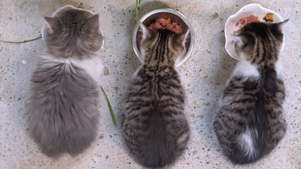 Babykatzen beim fressen über den Napf - obrazy, fototapety, plakaty