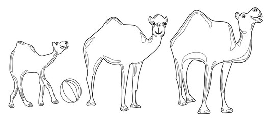 Contour image of three camels on a walk