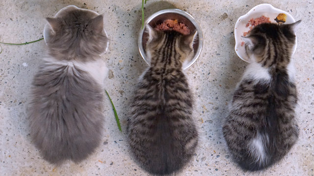 Babykatzen beim fressen &uuml;ber den Napf