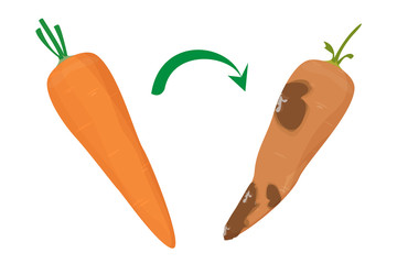 Fresh and delicious carrot become rotten vector isolated