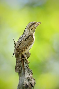 Eurasian wryneck, jynx torquilla, sitting perched on a bough in forest and singing with open beak. Bird with brown camouflage feathers hiding in nature. Animal mimicry.