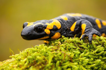 Close-up of a fire salamander, salamandra salamandra, crawling on a green mossy tree trunk. Head...