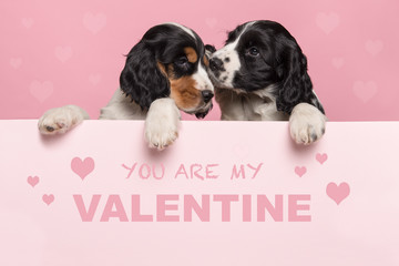 Valentine’s day greeting card with two cuddling Cocker Spaniel puppies hanging over the border of...