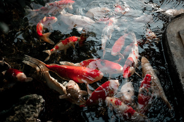 Koi swimming in a water garden,koi fishes,Koi Fish swim in pond.Isolate background is black.Fancy...