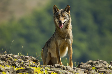 Aggressive wild gray wolf, canis lupus, breathing heavily with tongue out of open mouth. Wild mammal with grey fur standing on horizon and looking into camera in summer.