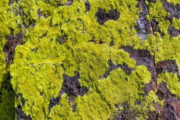 Crustacean lichen characterized by having a very particular growth pattern in rocky walls reminiscent of a map