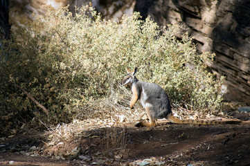 Yellow-footed rock wallaby seen in Brachina Gorge, Ikara-Flinders Ranges National Park, SA, Australia