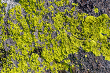 Crustacean lichen characterized by having a very particular growth pattern in rocky walls reminiscent of a map