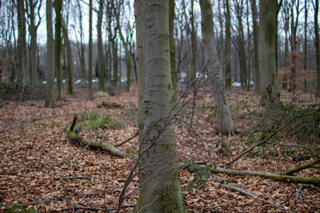 Baum im Wald