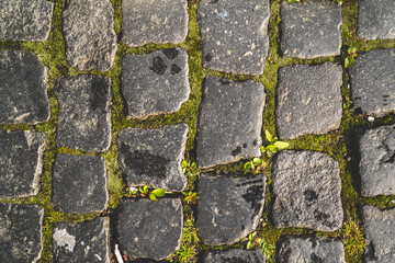 The texture of the paved tile of the street. Concrete paving slabs. Paving slabs. Grass between the slabs