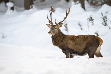 Attentive red deer, cervus elaphus, walking in the snow. Ruminant with antlers marching in the wintry weather. Wild animal in the white forest. Strong and sturdy stag on snowy terrain.