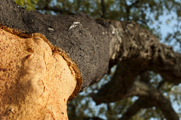 A corkwood tree - 321443020