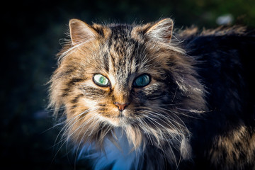 portait d'un chat éclairé par le soleil