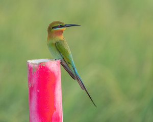 The Blue-tailed Bee-eater (Merops philippinus) is a near passerine bird in the bee-eater family Meropidae. It breeds in southeastern Asia.