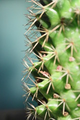 Primo piano di spine di un cactus