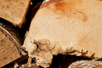 Wood texture of cut tree trunks, close-up