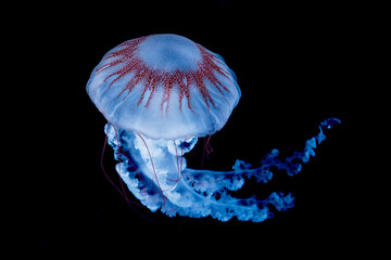 giant jellyfish swimming in dark water.