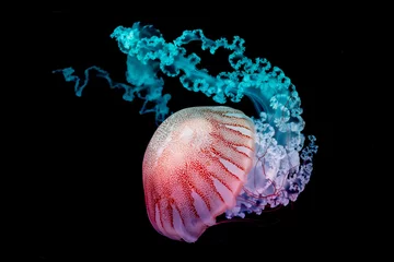 Wandcirkels plexiglas gigantische kwallen zwemmen in donker water. © Josef Krcil