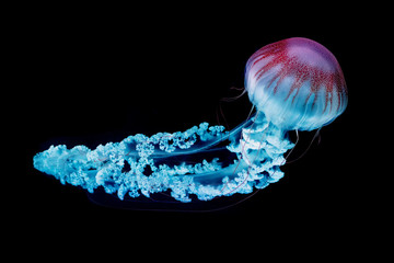 giant jellyfish swimming in dark water. - obrazy, fototapety, plakaty