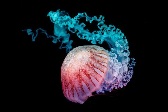 giant jellyfish swimming in dark water.