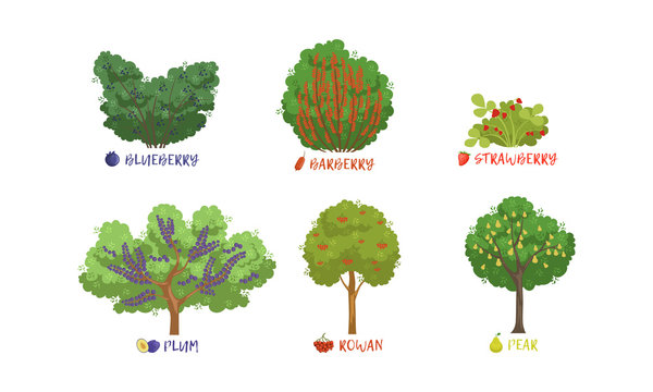 Different Garden Berry Shrubs and Fruit Trees Sorts with Names Collection, Pear, Rowan, Plum, Blueberry, Barberry, Atrawberry Vector Illustration
