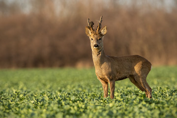 Roe deer stag at sunset with winter fur. Roebuck on a field with blurred background. Wild animal in...