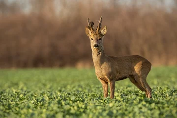 Gordijnen Roe deer stag at sunset with winter fur. Roebuck on a field with blurred background. Wild animal in nature. © WildMedia