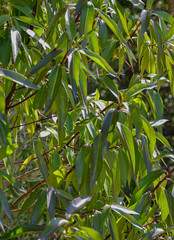 Fototapeta premium Eucalyptus tree entering the sun between its leaves
