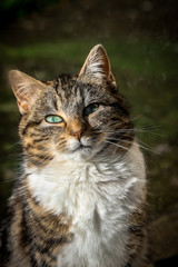 portrait d'un jeune chat éclairé par le soleil