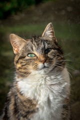 portrait d'un jeune chat éclairé par le soleil