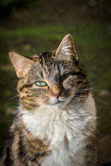 portrait d'un jeune chat éclairé par le soleil
