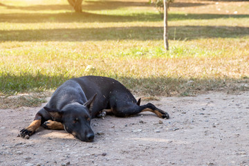Dog,black vagrant dog squat outside watching staring at camera. The dog looking at...