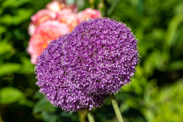Globemaster allium flowers in full bloom, just before turning to seed