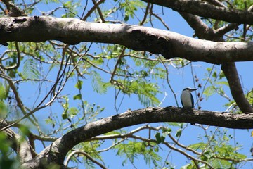 Cropped shot of tree branches with a small bird perched on one branch