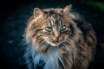 portait d'un chat éclairé par le soleil