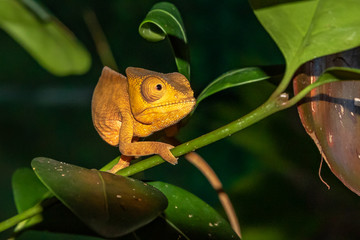 gold-colored chameleon on a branch © Jackie