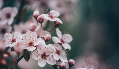 Closeup of spring blossom flower on dark bokeh background.