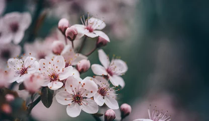 Fotobehang Close-up van de bloem van de de lentebloesem op donkere bokehachtergrond. © hitdelight