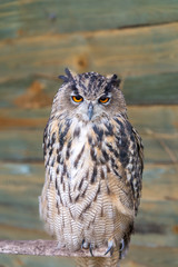 close up on gray owl